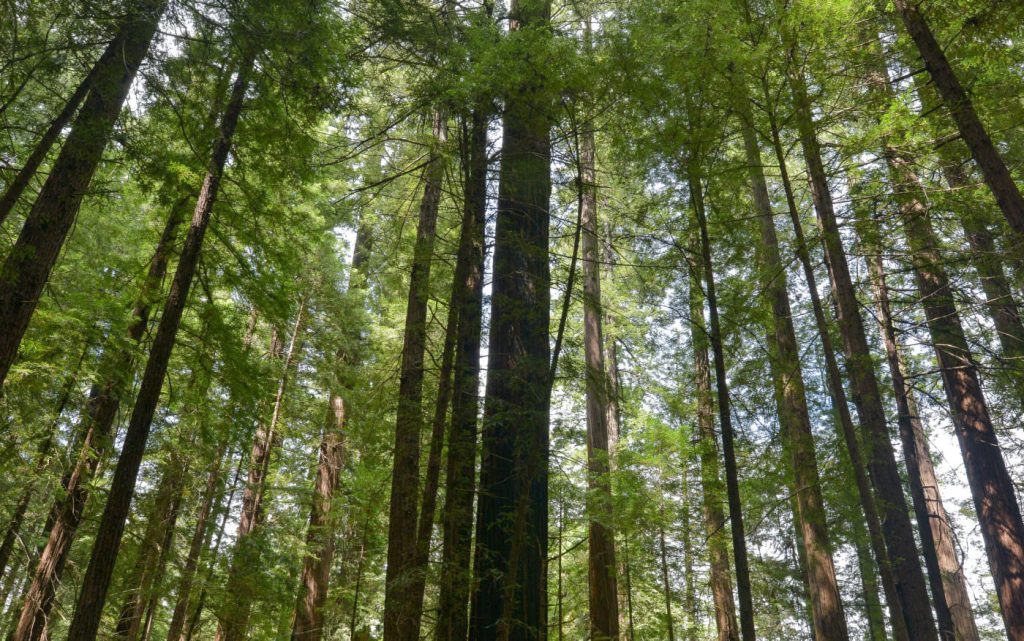 Photo of tall trees