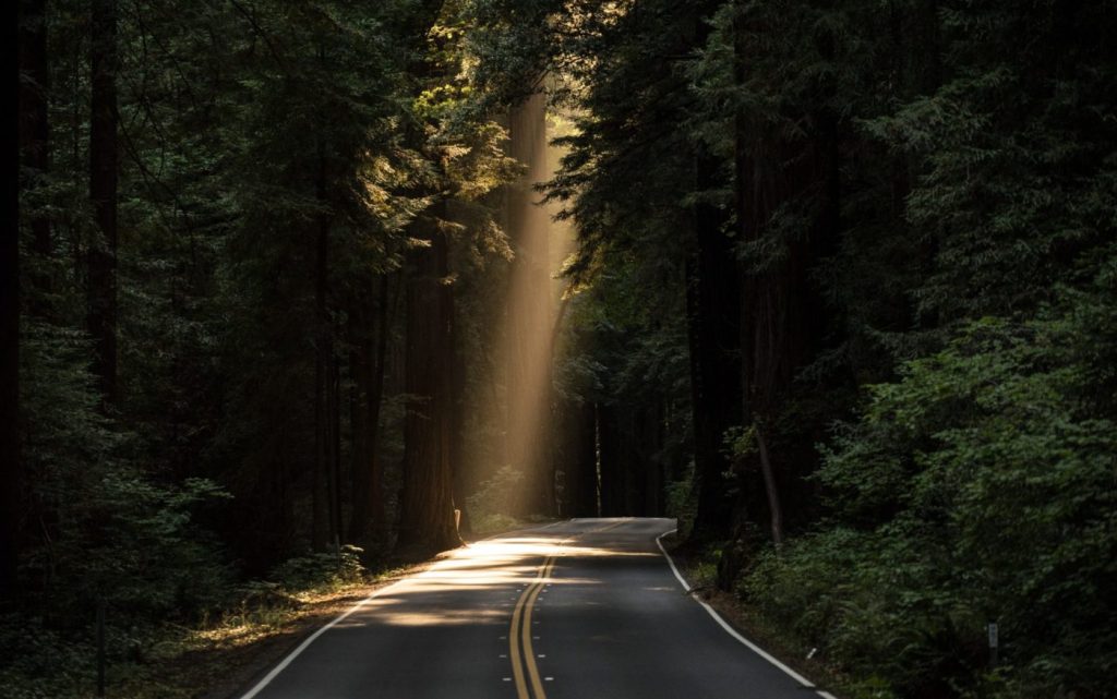 Image of a road in forest with light beaming in