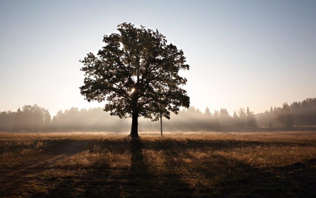 Silhouette of tree